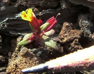 SukdorfsMonkeyFlower3