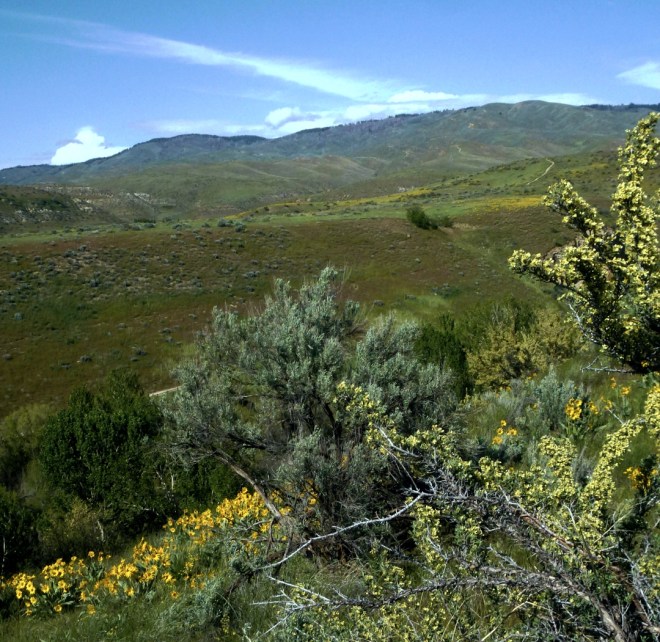 Bitterbrush, sage, balsam 2014 © GaryERichardson