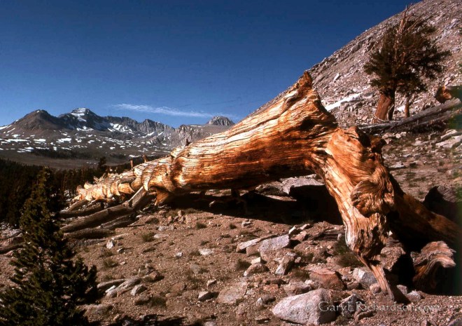 After climbing Mt. Whitney, then returning to Trail Crest, we hiked west, down to the John Muir Trail, then north across the Bighorn Plateau, over Shepherd Pass and back home to Independence, California.