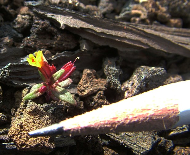 Wildflowers on my&nbsp;mind