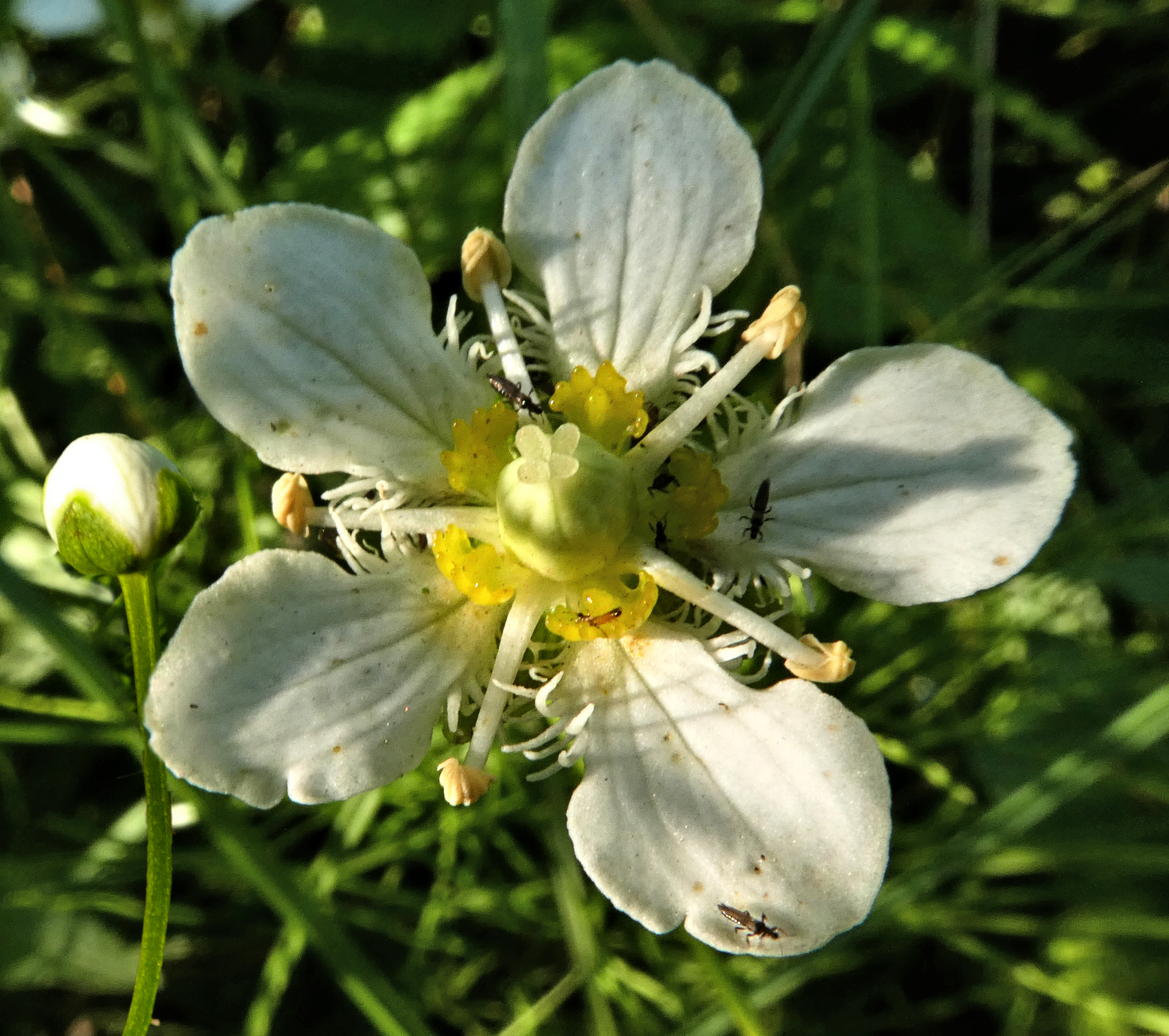 GrassOfParnassus-wBud-P1040104
